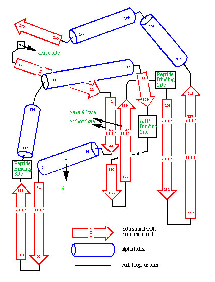 Protein Kinase